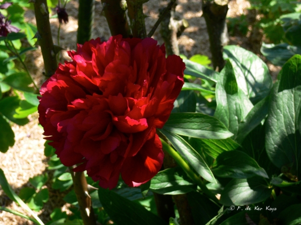 Bois des Moutiers (238) Mai 2012